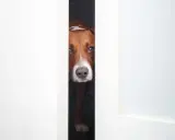 Mon chien, un Jack Russell, observe prudemment par l'entrebâillement d'une porte. Il semble prêt à bondir sur les inconnus.