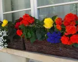 Kolorowe kwiaty do cienia na balkon: czerwone, żółte i niebieskie begonie oraz biała lobelia w wiklinowych skrzynkach.