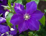 Gros plan sur une magnifique clématite en pot, ses pétales d'un violet profond s'ouvrant sur un cœur jaune éclatant.