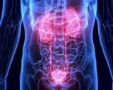 Anatomia układu moczowego z podświetlonymi na czerwono nerkami i pęcherzem. Dowiedz się, co jest dobre na nerki.