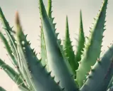 Twój aloes zakwitnie! Sekrety pielęgnacji i zimowania w domu.