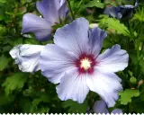 Fleurs de *Hibiscus syriacus* bleues et violettes, avec un cœur rouge profond, sur fond de feuilles vertes.