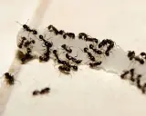 A swarm of cornfield ants congregates on a white, crumbly substance, working together to carry it away.