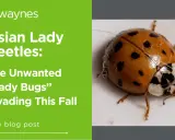 Close-up of an Asian lady beetle, a common pest. Learn interesting Asian lady beetle facts and how to deal with their fall invasion.