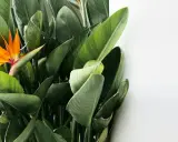 Kwiat rajski ptak wśród bujnych, zielonych liści, przypominający egzotyczną podróż.
