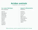 Tableau comparant les acides aminés essentiels et non essentiels. Le corps fabrique les non essentiels, tandis que les essentiels proviennent de l'apport alimentaire.