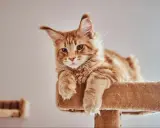 Rudy kot Maine Coon, którego wiek można ocenić po jego młodzieńczym spojrzeniu, leży na drapaku.