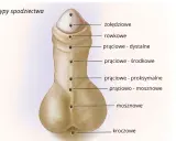 Ilustracja przedstawia typy spodziectwa, czyli wady rozwojowe cewki moczowej. Różne lokalizacje ujścia cewki mogą wpływać na obniżenie cewki moczowej objawy.