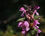 Chwast o purpurowych kwiatach? Identyfikacja i skuteczne zwalczanie