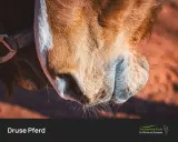 Nahaufnahme eines Pferdekopfes. Die Druse beim Pferd ist meldepflichtig.
