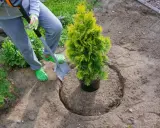 Osoba w zielonych klapkach sadzi krzewy iglaste, używając łopaty do przygotowania dołka w ziemi.