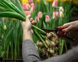 Ręce przycinają cebulki tulipanów, przygotowując je do sadzenia. W tle kwitnące różowe i żółte tulipany. Idealny czas, kiedy sadzić tulipany, to jesień.