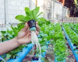 Main d'une personne tenant une plante avec de longues racines, dans un système de cycle d'arrosage hydroponie.