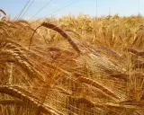 Golden barley field under a blue sky. This image evokes the feeling of summer and the question of when to plant barley for a bountiful harvest.