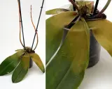 Orkidé med gula blad. Bladen på orkidén har börjat gulna, vilket kan tyda på att den behöver mer eller mindre vatten.