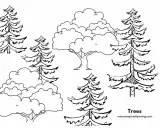 Black and white line drawing of various trees, including pine trees and deciduous trees, suitable for coloring.