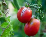 Tomate cornue des Andes affectée par une maladie, montrant des craquelures sur la peau.