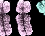 Cromosomi colorati, due rosa e uno turchese, che illustrano la sindrome XXY.