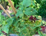 Rose leaves show signs of distress with yellow spots and holes, indicating the presence of rose pests.