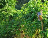 Un nichoir à insectes sur un tuteur en bois, une belle idée tuteur framboisier pour un jardin fleuri et accueillant.