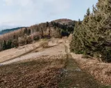 Ścieżka wije się przez trawiaste zbocze w Beskidzie Morawskim, otoczona drzewami.