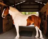 Ein kräftiges Pferd mit braun-weißer Fellzeichnung steht in einem Stall. Es ist ein Beispiel für robuste Arbeitspferde Rassen.