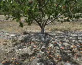 Un abricotier porte des fruits, mais combien de temps pour en avoir ? Ici, des abricots tombés jonchent le sol sec.