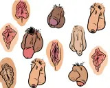Różnorodne, rysunkowe przedstawienia męskich narządów płciowych, w tym owłosiony penis, w różnych pozach i stylach.