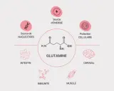 Schéma illustrant les multiples bienfaits de la glutamine : source d'énergie, protection cellulaire, soutien intestinal, immunitaire, musculaire et cérébral.