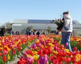 Bunte Tulpenfelder, Menschen genießen die Aussicht. Die Antwort auf "wann ist Tulpenzeit?" ist klar: jetzt!