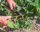 Main d'un jardinier coupant une tige de melon. La taille du melon est essentielle pour une bonne croissance.
