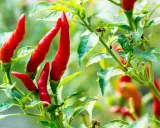 Des piments rouges vifs sur une tige verte. Pour savoir si un piment est mûr, observez sa couleur vive et sa fermeté.