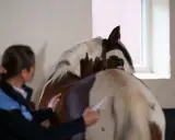 Eine Frau untersucht das Bein eines Pferdes, um eine mögliche Trittverletzung zu behandeln.