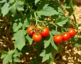Un plan de tomate cerise mûrissant sur sa tige, entouré de feuilles vertes luxuriantes.