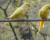 Due parrocchetti dal collare gialli, uno a sinistra con collare rosa, sono in un recinto. Il loro allevamento è un successo.