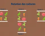 Illustration montrant la rotation des cultures sur 4 ans : tomates, pois, carottes et salades changent de place chaque année pour un potager sain.