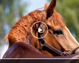 Ein braunes Pferd mit glänzendem Fell, das aussieht, als würde es schwitzen ohne Anstrengung. Der Blick ist nach rechts gerichtet, im Hintergrund unscharfes Grün.