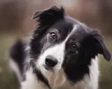 Un border collie au regard intense, prêt pour une alimentation saine et équilibrée.