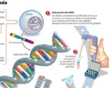 Ilustración explica qué es la genética: extracción de ADN de muestras biológicas, análisis de cromosomas y cadenas de ADN para perfiles genéticos y pruebas.