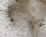 Gros plan sur des déjections de puces, signe d'une piqure puce chien. Ces petits points noirs sur le pelage indiquent la présence de parasites.