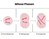 Die Phasen der Mitose: Chromosomen kondensieren, ordnen sich an und trennen sich, um zwei neue Zellen zu bilden.