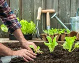 Mains plantant des jeunes pousses de salade dans la terre, avec des outils de jardinage et une arrosoir. Une belle journée pour semer avec la lune.