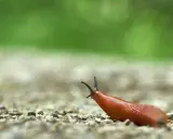 Un escargot qui mange, sa tête levée, explore le chemin caillouteux sous un fond vert flou.