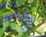 Gros plan sur des grappes de myrtilles bleues et rondes sur un arbre à myrtille, avec des feuilles vertes luxuriantes en arrière-plan.
