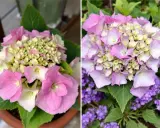 Un magnifique hortensia d'intérieur aux teintes roses et crème, avec des petites fleurs violettes en arrière-plan.