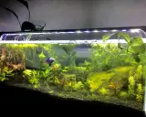 Akwarium low-tech bez filtra i grzałki? Jak zacząć i uniknąć błędów?