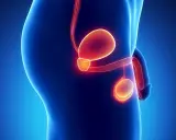 Anatomical illustration showing the male reproductive system, including the bladder, prostate, and testes. The image highlights the prostate's location and size, relevant for understanding the wymiar prostaty u 65 latka.