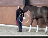 Eine Reiterin mit Gerte und Longe bereitet ein Pferd auf den Reitsport Springen vor.