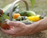 Main d'un jardinier récoltant une tomate noir de Crimée, avec un panier rempli de légumes en arrière-plan.