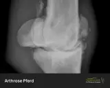 Röntgenbild eines Pferdeknies mit deutlichen Anzeichen von Arthrose. Die Symptome können Lahmheit und Steifheit umfassen.
